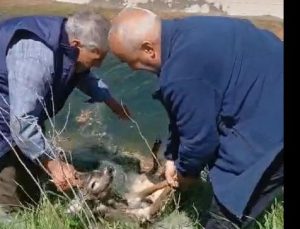 Karacaya hayat verdiler