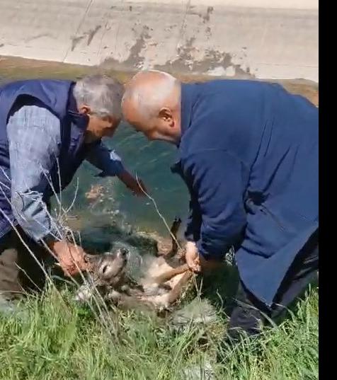 Karacaya hayat verdiler