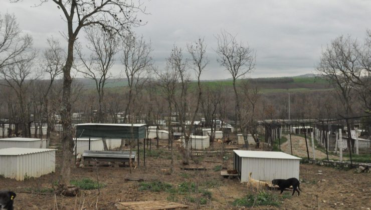 Fidan Seferberliği başlatılan Bakımevi’nde hepsi birer sıcak yuva umuduyla bekliyor