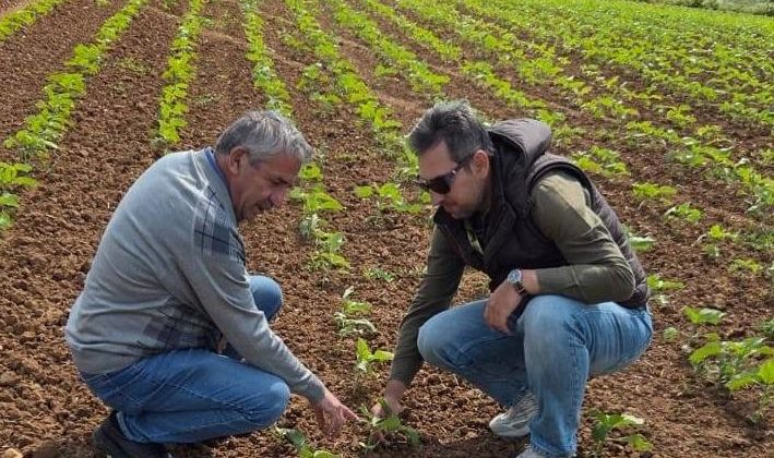 Ekili arazilerde yabancı ot yoğunluğu arttı