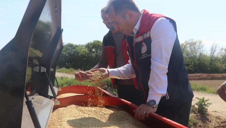 Çeltikte çalışmalar devam ediyor