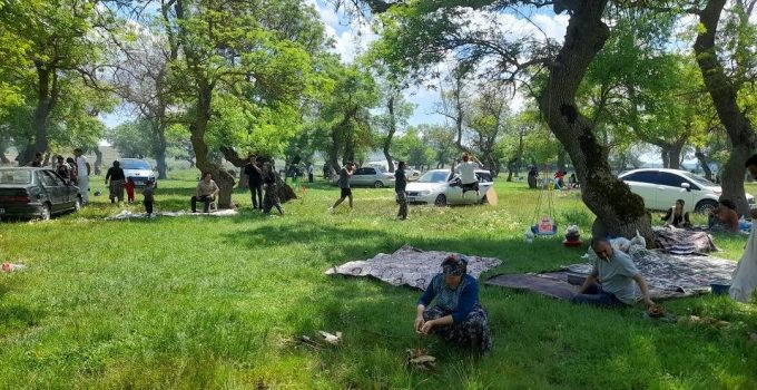 Türkmen köyünde geleneksel dallık etkinliği gerçekleştirildi