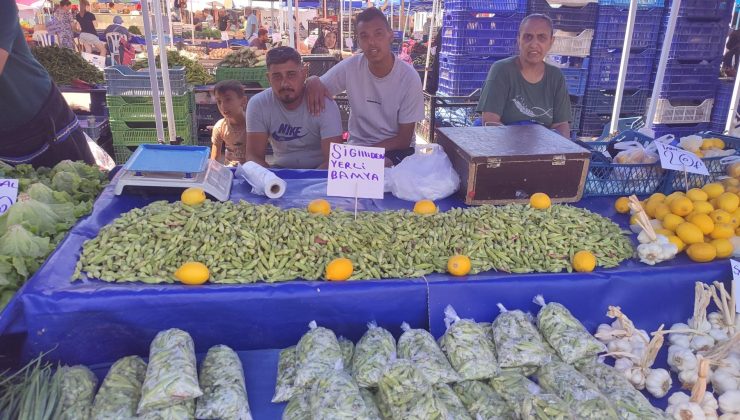 Siğilli Bamyası tezgahlarda yerini aldı