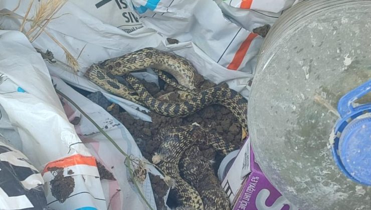 Otlar biçilmedi yılanlar mahallelere indi