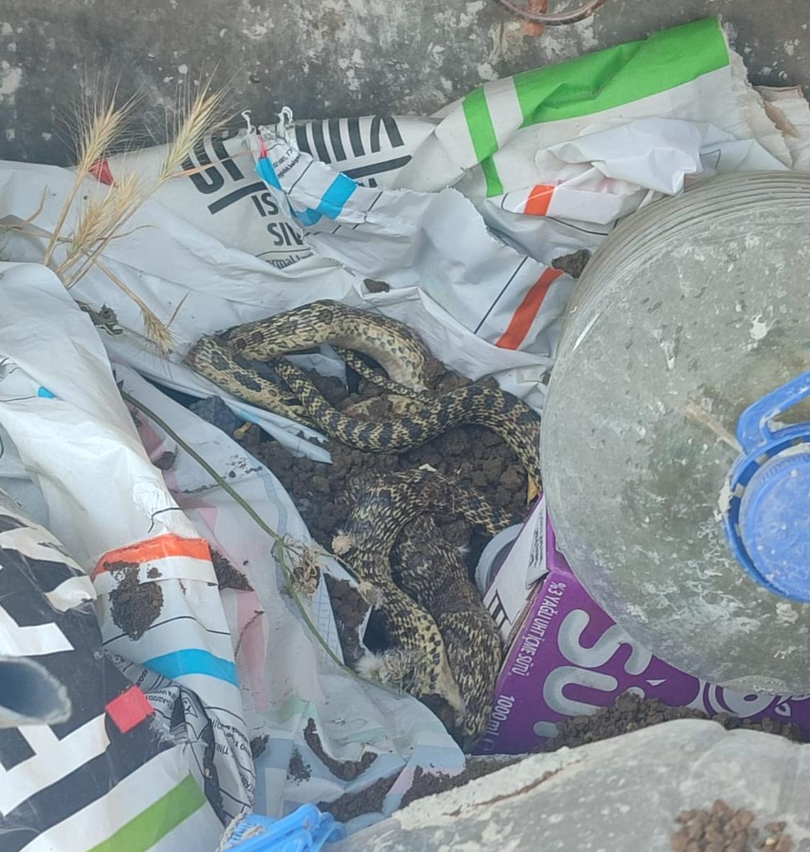 Otlar biçilmedi yılanlar mahallelere indi