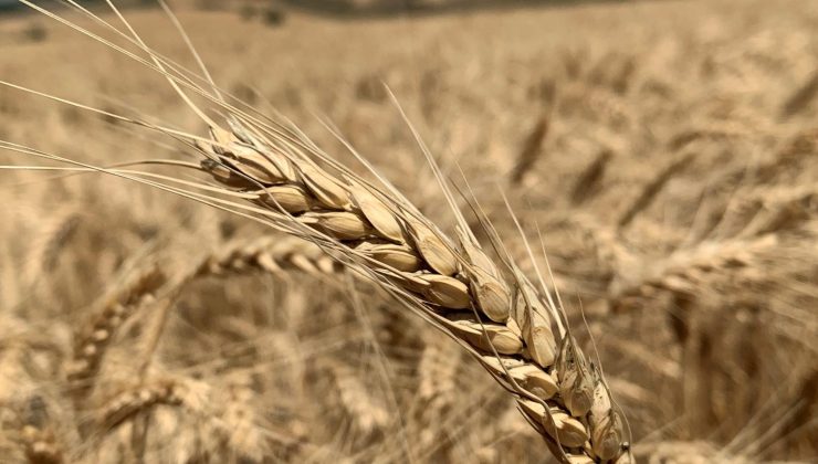 Lalapaşa 1 kg buğdayın maliyetini belirledi