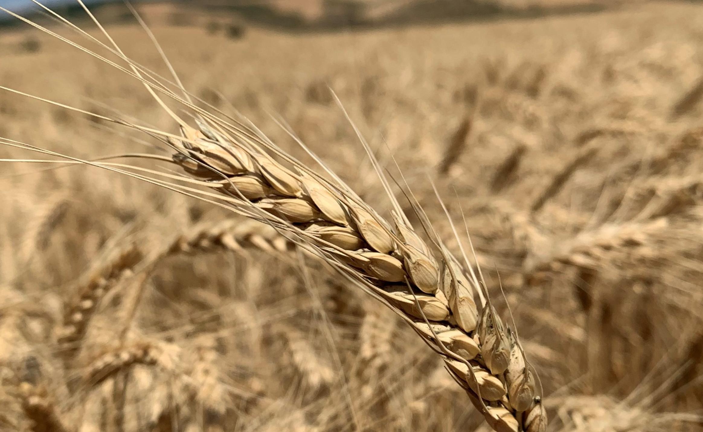 Lalapaşa 1 kg buğdayın maliyetini belirledi