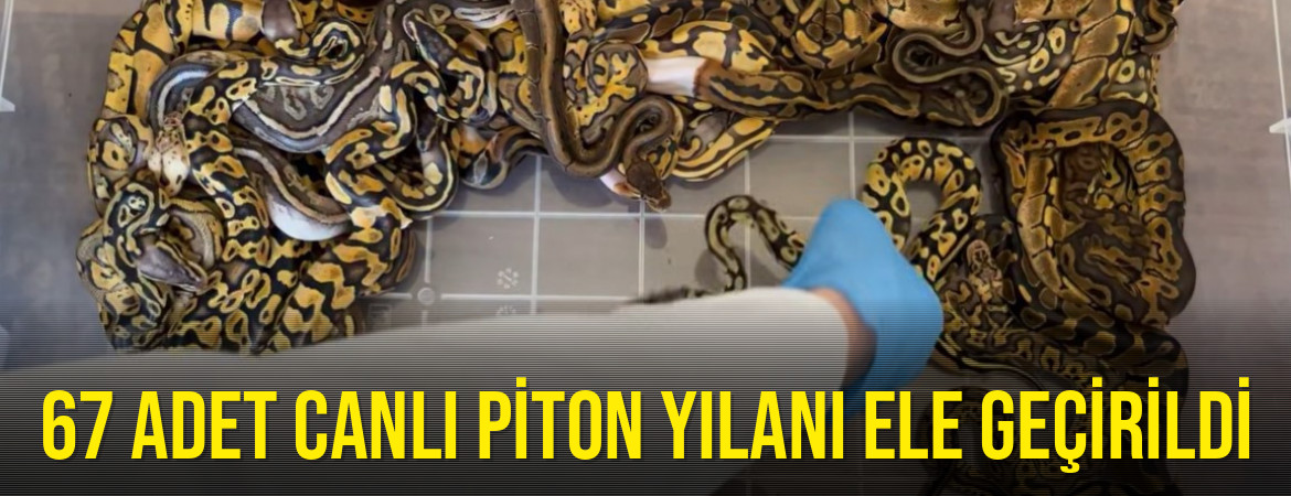 67 adet canlı piton yılanı ele geçirildi